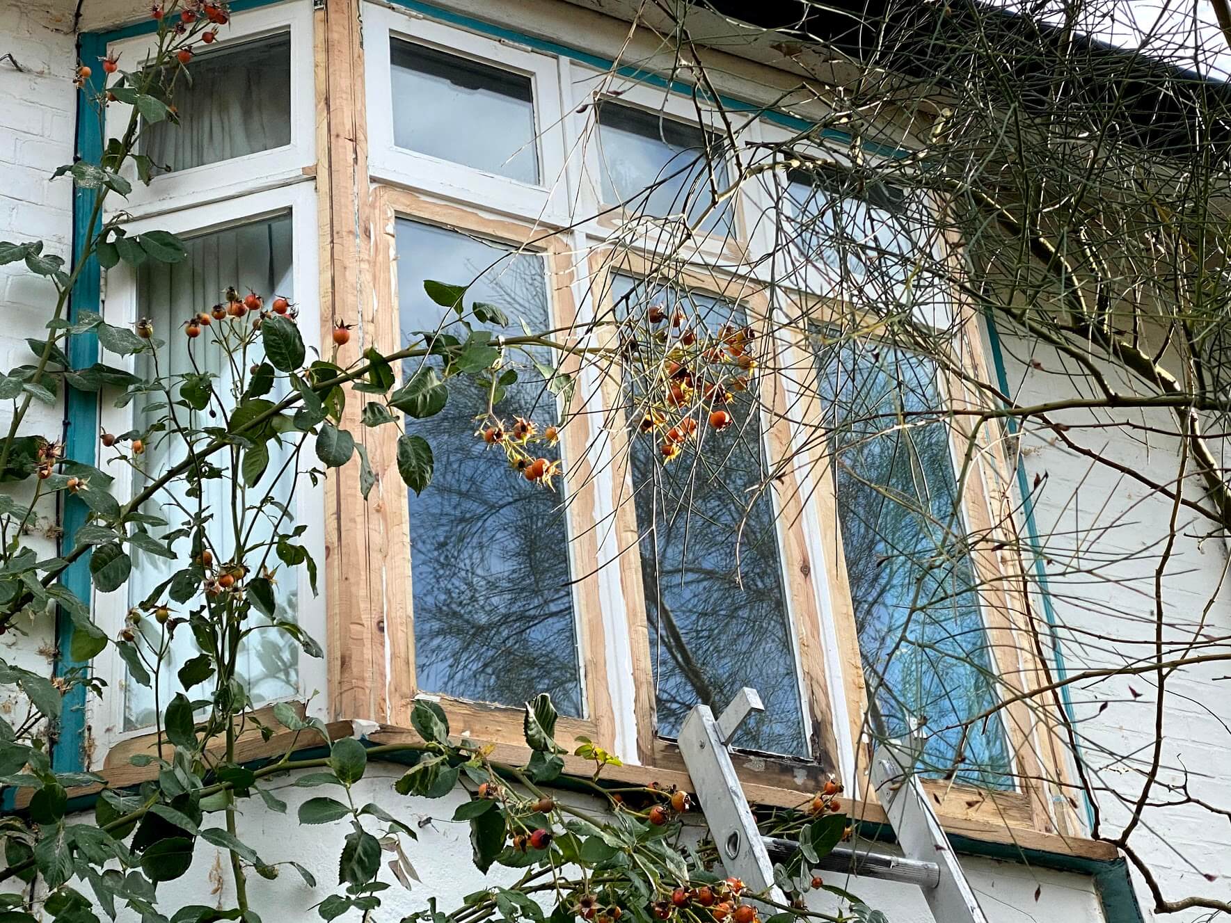 Upper-floor timber casement windows stripped to bare wood, seen through rose branches with a ladder below