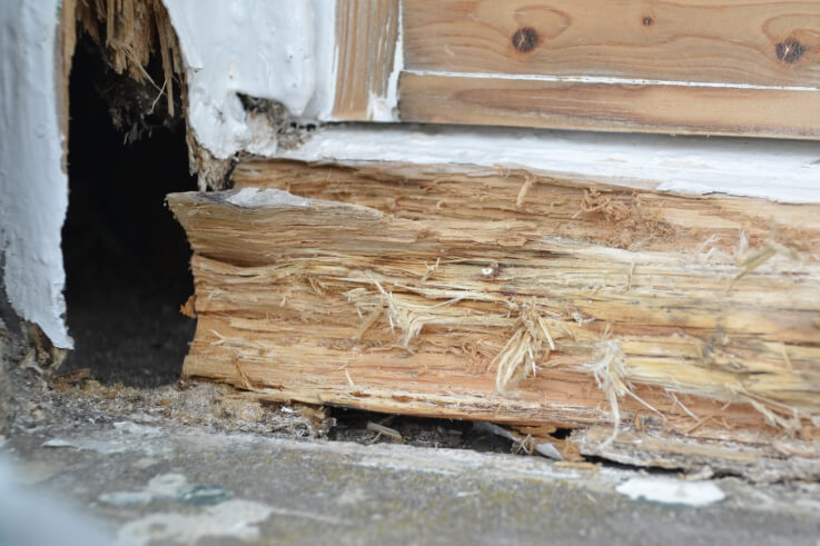 A rotten window sill with the timber split open under flaking white paint