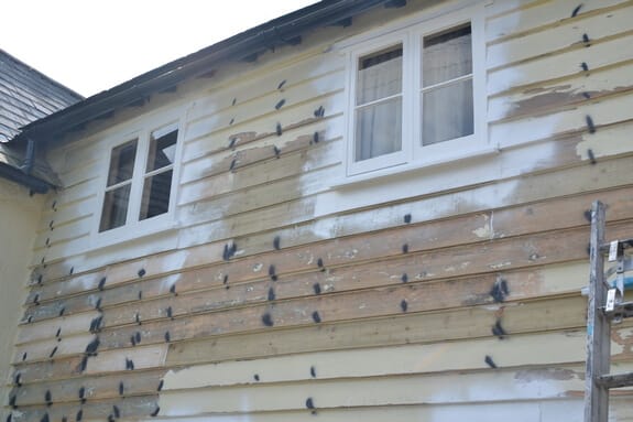 Weatherboarded wall sanded back to bare wood in patches, with dark spots over the nail heads, around two white windows