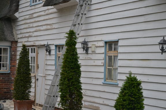 Weatherboarded cottage wall with patchy, scraped paint, blue-framed windows and a ladder behind clipped conifers
