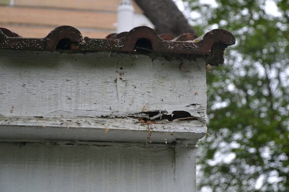 Split timber fascia with flaking white paint beneath curved clay roof tiles